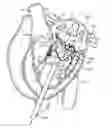 Fig. 01 - Methods and apparatus for delivering a prosthetic valve to a beating heart
