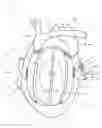 Fig. 01 - ARTIFICIAL HEART