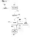 Fig. 03 - SYSTEM AND METHOD FOR TRANSACTING PURCHASES WITH A CASH VENDOR USING POINTS AND A VIRTUAL CREDIT CARD