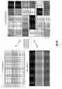Fig. 09 - Distributed storage with auxiliary data interspersal and method for use therewith