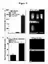 Fig. 02 - Production and use of rat spermatogonial stem cell lines