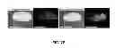 Fig. 04 - Production and use of rat spermatogonial stem cell lines