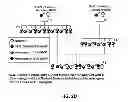 Fig. 06 - Production and use of rat spermatogonial stem cell lines