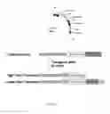 Fig. 02 - Transcription terminators