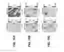 Fig. 16 - Semiconductor layer including compositional inhomogeneities