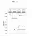 Fig. 08 - Organic light emitting diode display and method of manufacturing the same