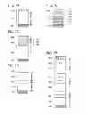 Fig. 08 - Light-emitting module, light-emitting device, method of manufacturing the light-emitting module, and method of manufacturing the light-emitting device