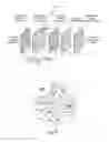 Fig. 06 - Rapid switching optical shutter alternately transmitting visible radiation and near infrared radiation