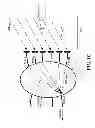 Fig. 04 - METHODS AND SYSTEMS FOR USING A BEAM-FORMING NETWORK IN CONJUNCTION WITH SPATIALLY MULTIPLEXED WIRELESS SIGNALS