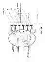 Fig. 12 - METHODS AND SYSTEMS FOR USING A BEAM-FORMING NETWORK IN CONJUNCTION WITH SPATIALLY MULTIPLEXED WIRELESS SIGNALS
