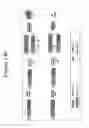 Fig. 147 - Activation of bioluminescence by structural complementation