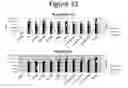 Fig. 33 - Activation of bioluminescence by structural complementation