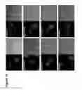 Fig. 76 - Activation of bioluminescence by structural complementation