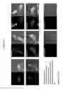 Fig. 77 - Activation of bioluminescence by structural complementation