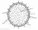 Fig. 01 - TARGETED NANOPARTICLES JOINED TO REPORTER MOLECULES THROUGH MULTIPLE MECHANISMS