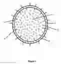 Fig. 02 - TARGETED NANOPARTICLES JOINED TO REPORTER MOLECULES THROUGH MULTIPLE MECHANISMS