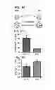 Fig. 17 - Reverse thermal gels and their use in cell therapy