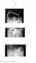 Fig. 12 - Method for inhibiting proliferation of plant pathogenic microbe using bacterium
