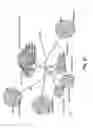 Fig. 37 - SENECA VALLEY VIRUS BASED COMPOSITIONS AND METHODS FOR TREATING DISEASE