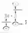 Fig. 65 - SENECA VALLEY VIRUS BASED COMPOSITIONS AND METHODS FOR TREATING DISEASE