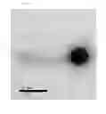 Fig. 02 - Bacteriophage and antibacterial composition comprising the same