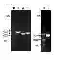 Fig. 06 - Bacteriophage and antibacterial composition comprising the same