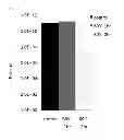Fig. 09 - Bacteriophage and antibacterial composition comprising the same