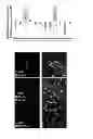 Fig. 02 - Compositions and methods for obtaining cells to treat heart tissue