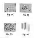 Fig. 04 - Agent derived from tortoise spleen stimulating mammalian hemopoiesis