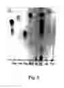 Fig. 06 - Agent derived from tortoise spleen stimulating mammalian hemopoiesis