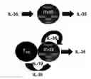 Fig. 01 - COMPOSITIONS AND METHODS FOR GENERATING INTERLEUKIN-35-INDUCED REGULATORY T CELLS
