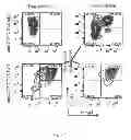 Fig. 08 - Inhibitors of T-cell activation