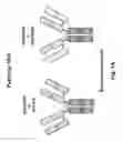 Fig. 02 - Modified polypeptides for bispecific antibody scaffolds