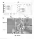 Fig. 02 - METHODS OF TREATING RICKETTSIA USING EXCHANGE PROTEINS DIRECTLY ACTIVATED BY CAMP (EPACS) INHIBITORS