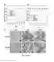 Fig. 08 - METHODS OF TREATING RICKETTSIA USING EXCHANGE PROTEINS DIRECTLY ACTIVATED BY CAMP (EPACS) INHIBITORS