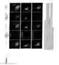 Fig. 07 - CMV ANTIGENS AND USES THEREOF