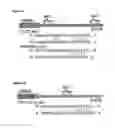 Fig. 05 - Compositions and methods for treating and preventing neointimal stenosis