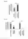 Fig. 28 - Compositions and methods for treating and preventing neointimal stenosis