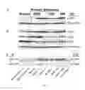 Fig. 06 - COMBINATORIAL METHODS AND COMPOSITIONS FOR TREATMENT OF MELANOMA