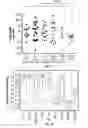 Fig. 04 - TCL1 peptides for immunotherapy