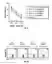 Fig. 10 - TCL1 peptides for immunotherapy
