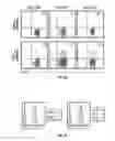 Fig. 14 - TCL1 peptides for immunotherapy