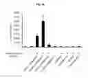Fig. 08 - Immunostimulatory compositions comprising liposome-encapsulated oligonucleotides and epitopes