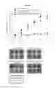 Fig. 17 - Immunostimulatory compositions comprising liposome-encapsulated oligonucleotides and epitopes