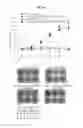 Fig. 19 - Immunostimulatory compositions comprising liposome-encapsulated oligonucleotides and epitopes
