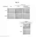 Fig. 30 - Immunostimulatory compositions comprising liposome-encapsulated oligonucleotides and epitopes