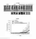 Fig. 60 - Immunostimulatory compositions comprising liposome-encapsulated oligonucleotides and epitopes