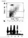 Fig. 05 - Mesenchymal precursor cell