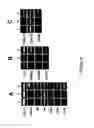 Fig. 07 - Mesenchymal precursor cell