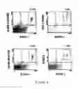 Fig. 10 - Mesenchymal precursor cell